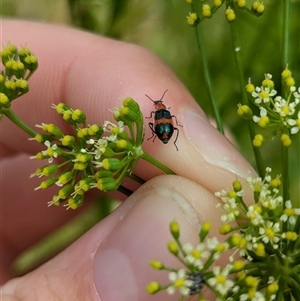 Dicranolaius bellulus at North Albury, NSW - 7 Nov 2024