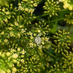 Thomisus spectabilis (Spectacular Crab Spider) at North Albury, NSW - 7 Nov 2024 by Darcy