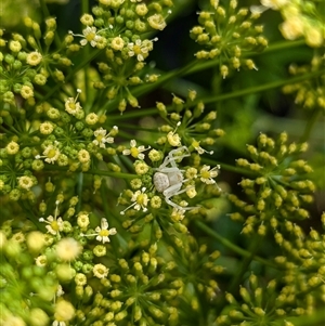 Thomisus spectabilis at North Albury, NSW - suppressed