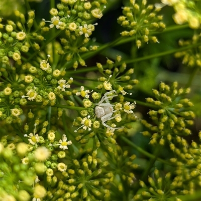 Zygometis xanthogaster at North Albury, NSW - 7 Nov 2024 by Darcy