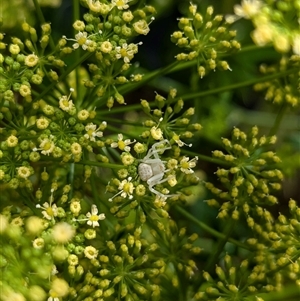 Thomisus spectabilis at North Albury, NSW - suppressed