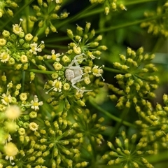 Thomisus spectabilis at North Albury, NSW - suppressed