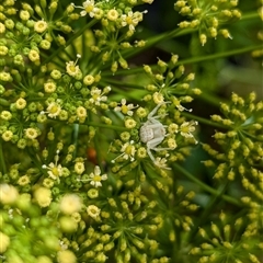 Thomisus spectabilis at North Albury, NSW - suppressed