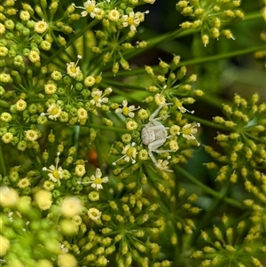 Thomisus spectabilis at North Albury, NSW - suppressed