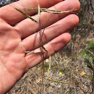 Hyparrhenia hirta (Coolatai Grass) at Kaleen, ACT - 7 Nov 2024 by HarleyB