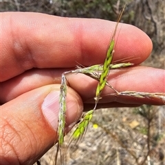 Hyparrhenia hirta at Kaleen, ACT - 7 Nov 2024