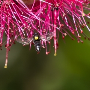 Hylaeus (Hylaeorhiza) nubilosus at Symonston, ACT - 5 Nov 2024