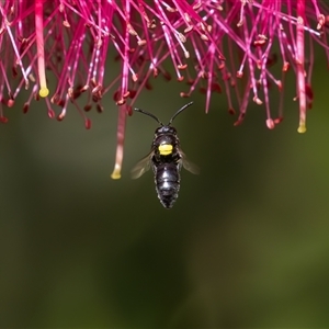 Hylaeus (Hylaeorhiza) nubilosus at Symonston, ACT - 5 Nov 2024 01:09 PM