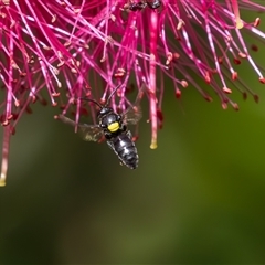 Hylaeus (Hylaeorhiza) nubilosus at Symonston, ACT - 5 Nov 2024