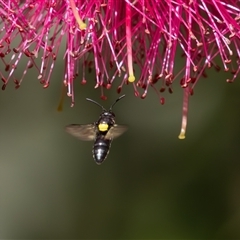 Hylaeus (Hylaeorhiza) nubilosus at Symonston, ACT - 5 Nov 2024