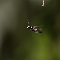 Hylaeus (Hylaeorhiza) nubilosus at Symonston, ACT - 5 Nov 2024