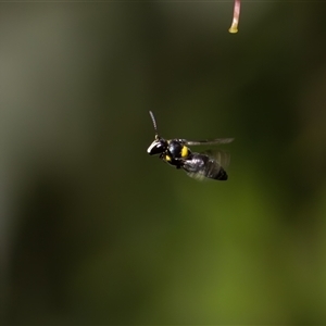 Hylaeus (Hylaeorhiza) nubilosus at Symonston, ACT - 5 Nov 2024