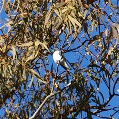 Artamus leucorynchus (White-breasted Woodswallow) at Rankins Springs, NSW - 1 Oct 2018 by MatthewFrawley