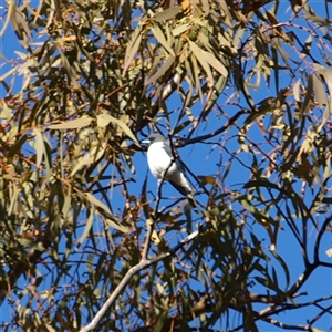 Artamus leucorynchus at Rankins Springs, NSW - 1 Oct 2018