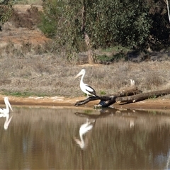 Pelecanus conspicillatus (Australian Pelican) at Wyalong, NSW - 30 Sep 2018 by MatthewFrawley