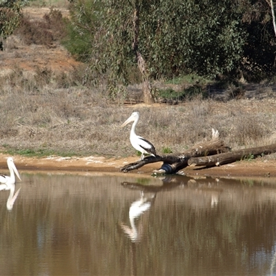 Pelecanus conspicillatus (Australian Pelican) at Wyalong, NSW - 1 Oct 2018 by MatthewFrawley