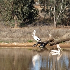 Pelecanus conspicillatus at Wyalong, NSW - 1 Oct 2018