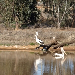 Pelecanus conspicillatus at Wyalong, NSW - 1 Oct 2018 08:19 AM