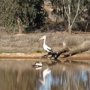 Pelecanus conspicillatus at Wyalong, NSW - 1 Oct 2018