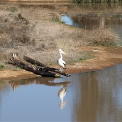 Pelecanus conspicillatus at Wyalong, NSW - 1 Oct 2018 08:19 AM