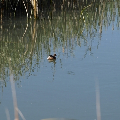 Tachybaptus novaehollandiae (Australasian Grebe) at Wyalong, NSW - 30 Sep 2018 by MatthewFrawley