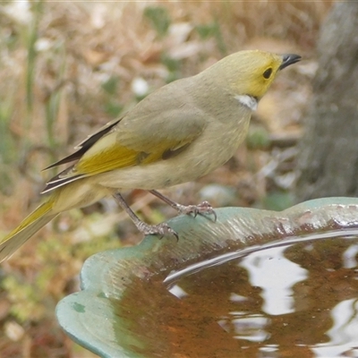 Ptilotula penicillata (White-plumed Honeyeater) at Symonston, ACT - 7 Nov 2024 by CallumBraeRuralProperty