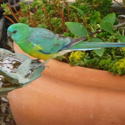 Psephotus haematonotus (Red-rumped Parrot) at Symonston, ACT - 7 Nov 2024 by CallumBraeRuralProperty