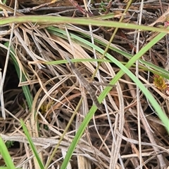 Keyacris scurra (Key's Matchstick Grasshopper) at Hall, ACT - 7 Nov 2024 by wadey