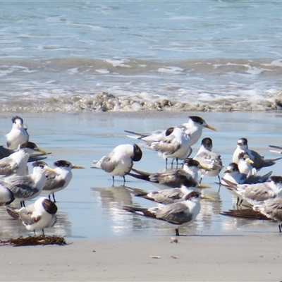 Thalasseus bergii (Crested Tern) at Cape Bridgewater, VIC - 26 Oct 2024 by MB