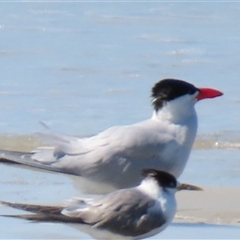 Hydroprogne caspia (Caspian Tern) at Cape Bridgewater, VIC - 26 Oct 2024 by MB