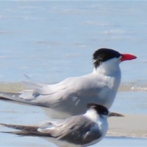 Hydroprogne caspia at Cape Bridgewater, VIC - 27 Oct 2024 10:22 AM