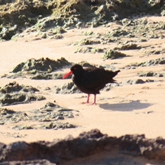 Haematopus fuliginosus (Sooty Oystercatcher) at Robe, SA - 27 Oct 2024 by MB