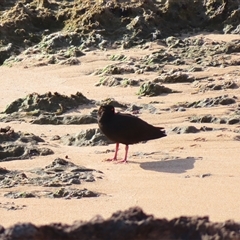 Haematopus fuliginosus at Robe, SA - 27 Oct 2024