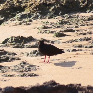 Haematopus fuliginosus at Robe, SA - 27 Oct 2024