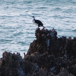 Phalacrocorax fuscescens (Black-faced Cormorant) at Robe, SA by MB