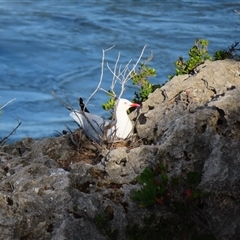 Chroicocephalus novaehollandiae (Silver Gull) at Robe, SA - 27 Oct 2024 by MB