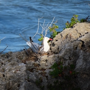 Chroicocephalus novaehollandiae (Silver Gull) at Robe, SA by MB