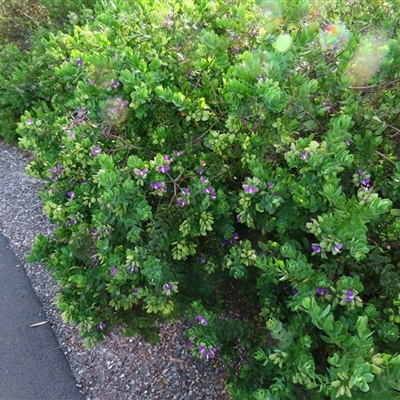 Polygala myrtifolia (Myrtle-leaf Milkwort) at Robe, SA - 27 Oct 2024 by MB