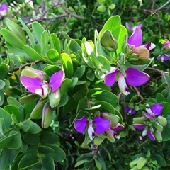 Polygala myrtifolia at Robe, SA - 27 Oct 2024 06:38 PM
