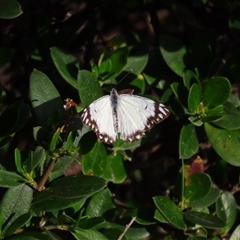 Unidentified White & Yellow (Pieridae) at Robe, SA - 27 Oct 2024 by MB