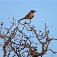 Acanthagenys rufogularis (Spiny-cheeked Honeyeater) at Robe, SA - 27 Oct 2024 by MB