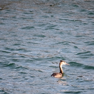 Podiceps cristatus (Great Crested Grebe) at Robe, SA by MB