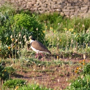 Vanellus miles (Masked Lapwing) at Robe, SA by MB