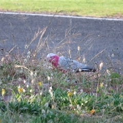 Eolophus roseicapilla (Galah) at Robe, SA - 27 Oct 2024 by MB