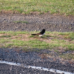 Rhipidura leucophrys (Willie Wagtail) at Robe, SA - 27 Oct 2024 by MB