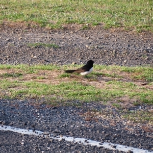 Rhipidura leucophrys (Willie Wagtail) at Robe, SA by MB