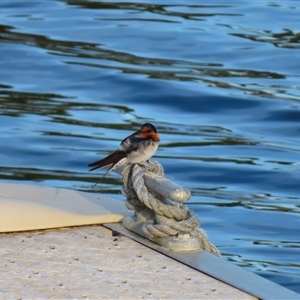 Hirundo neoxena at Robe, SA - 27 Oct 2024