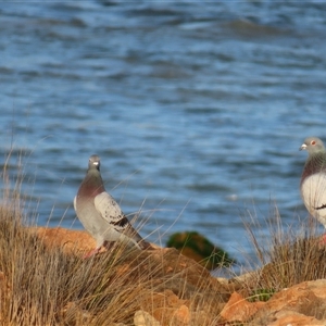 Columba livia at Robe, SA - 28 Oct 2024 07:07 AM