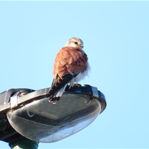 Falco cenchroides at Robe, SA - 28 Oct 2024 07:10 AM