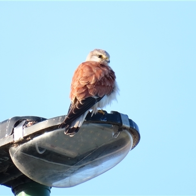 Falco cenchroides (Nankeen Kestrel) at Robe, SA - 28 Oct 2024 by MB